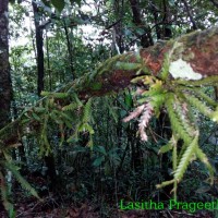 Podochilus saxatilis Lindl.